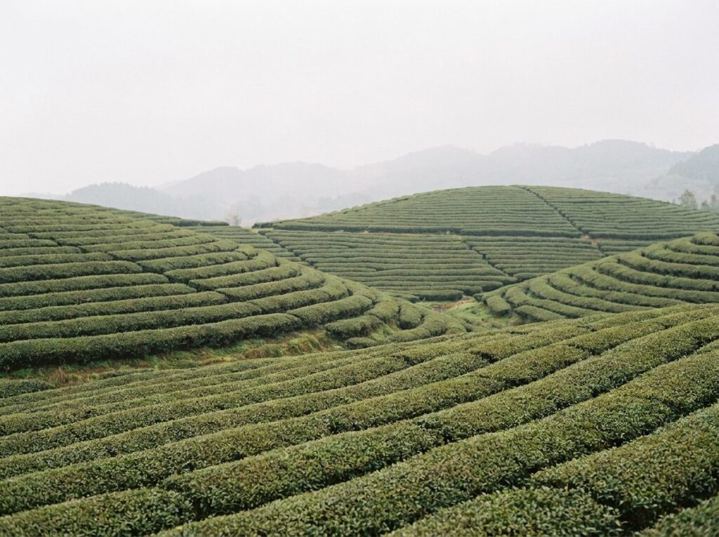 Plantation de thé en terrasses sur des collines verdoyantes du Yunnan sous un ciel légèrement voilé